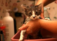 Bathing a cat