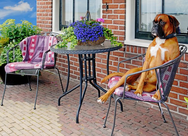 Choosing a dog