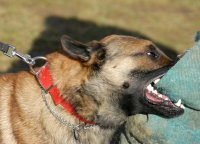 Dealing with an Aggressive Dog