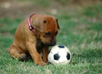 Dog playing with a toy
