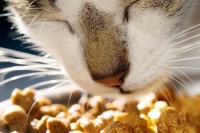 Feeding a cat