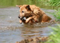 Dog Exercising