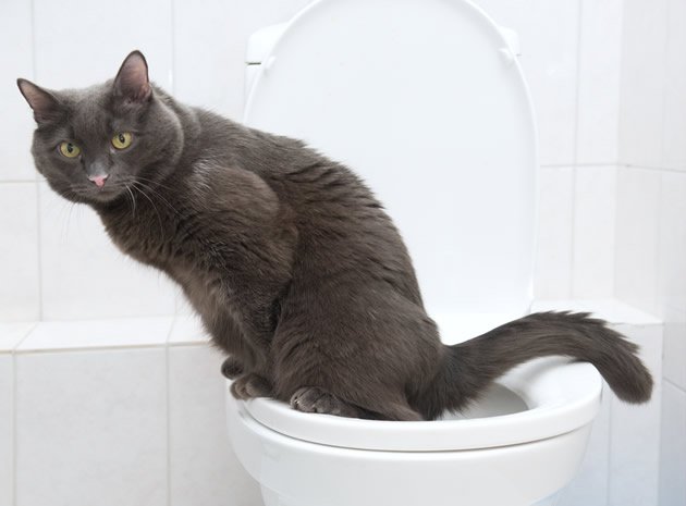 Cat on a toliet