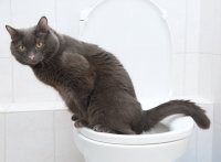 Cat on a toliet