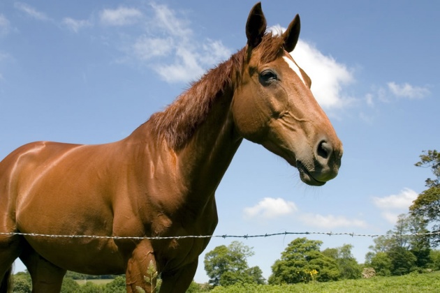 Castlereagh Feeds