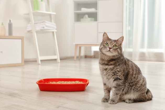 Cat with Cat Litter Tray